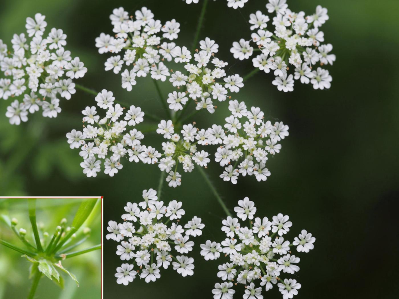 Chervil, Rough flower